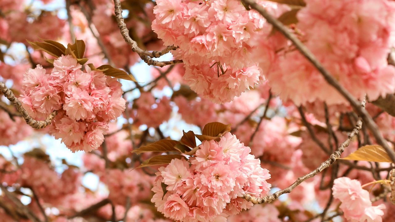Wallpaper flowers, pink, branches, tree, bloom