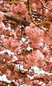 Preview wallpaper flowers, pink, branches, tree, bloom