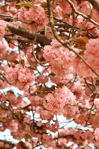 Preview wallpaper flowers, pink, branches, tree, bloom