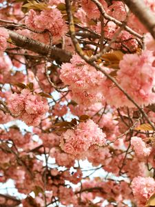 Preview wallpaper flowers, pink, branches, tree, bloom