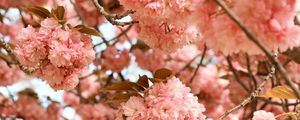 Preview wallpaper flowers, pink, branches, tree, bloom