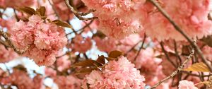 Preview wallpaper flowers, pink, branches, tree, bloom