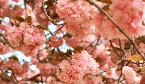 Preview wallpaper flowers, pink, branches, tree, bloom