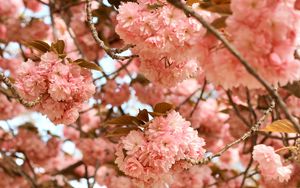 Preview wallpaper flowers, pink, branches, tree, bloom