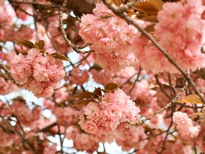 Preview wallpaper flowers, pink, branches, tree, bloom