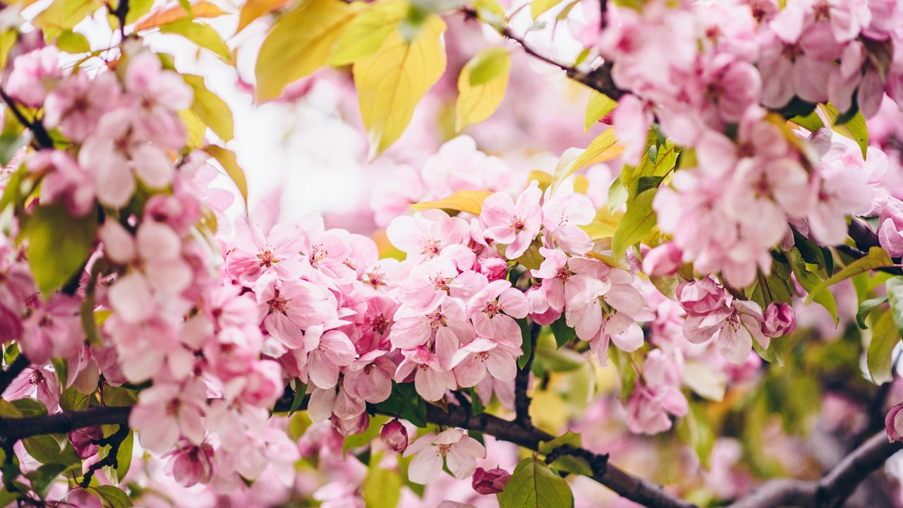 Wallpaper flowers, pink, branches, spring, bloom