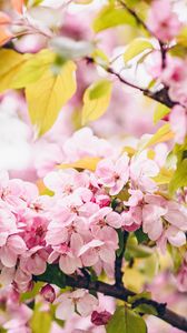 Preview wallpaper flowers, pink, branches, spring, bloom