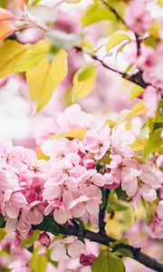 Preview wallpaper flowers, pink, branches, spring, bloom