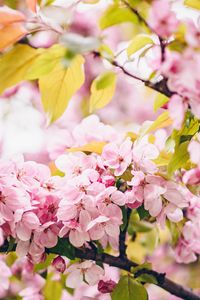 Preview wallpaper flowers, pink, branches, spring, bloom