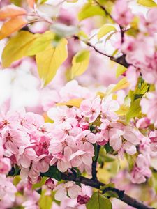 Preview wallpaper flowers, pink, branches, spring, bloom