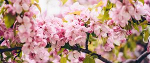 Preview wallpaper flowers, pink, branches, spring, bloom