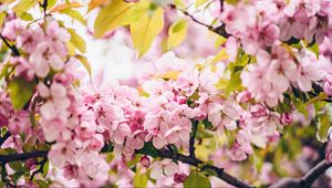 Preview wallpaper flowers, pink, branches, spring, bloom