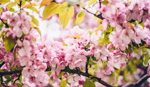 Preview wallpaper flowers, pink, branches, spring, bloom