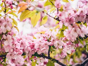 Preview wallpaper flowers, pink, branches, spring, bloom