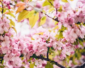 Preview wallpaper flowers, pink, branches, spring, bloom