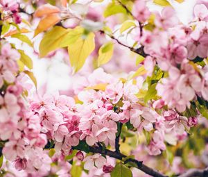 Preview wallpaper flowers, pink, branches, spring, bloom