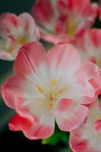 Preview wallpaper flowers, pink, bud, petals