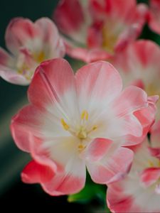 Preview wallpaper flowers, pink, bud, petals
