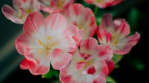 Preview wallpaper flowers, pink, bud, petals
