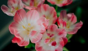 Preview wallpaper flowers, pink, bud, petals