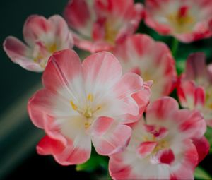 Preview wallpaper flowers, pink, bud, petals