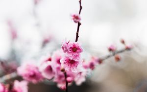 Preview wallpaper flowers, pink, buds, branch