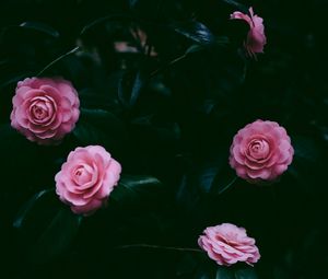 Preview wallpaper flowers, pink, bush, petals