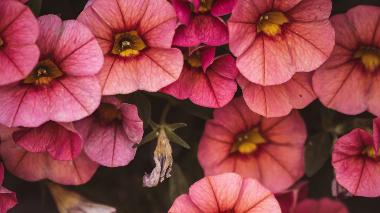Wallpaper flowers, pink, closeup, macro, bloom