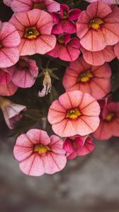 Preview wallpaper flowers, pink, closeup, macro, bloom