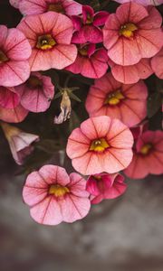 Preview wallpaper flowers, pink, closeup, macro, bloom