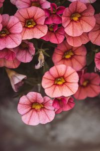 Preview wallpaper flowers, pink, closeup, macro, bloom