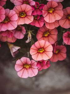 Preview wallpaper flowers, pink, closeup, macro, bloom