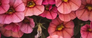 Preview wallpaper flowers, pink, closeup, macro, bloom