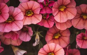 Preview wallpaper flowers, pink, closeup, macro, bloom