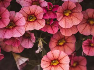 Preview wallpaper flowers, pink, closeup, macro, bloom