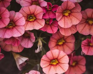 Preview wallpaper flowers, pink, closeup, macro, bloom