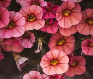 Preview wallpaper flowers, pink, closeup, macro, bloom