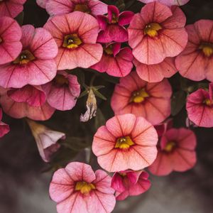 Preview wallpaper flowers, pink, closeup, macro, bloom