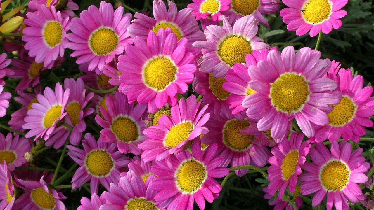 Wallpaper flowers, pink, flowerbed, close-up, green