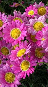 Preview wallpaper flowers, pink, flowerbed, close-up, green