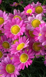 Preview wallpaper flowers, pink, flowerbed, close-up, green