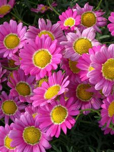 Preview wallpaper flowers, pink, flowerbed, close-up, green