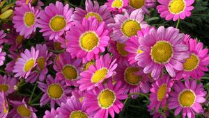 Preview wallpaper flowers, pink, flowerbed, close-up, green