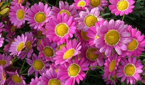 Preview wallpaper flowers, pink, flowerbed, close-up, green