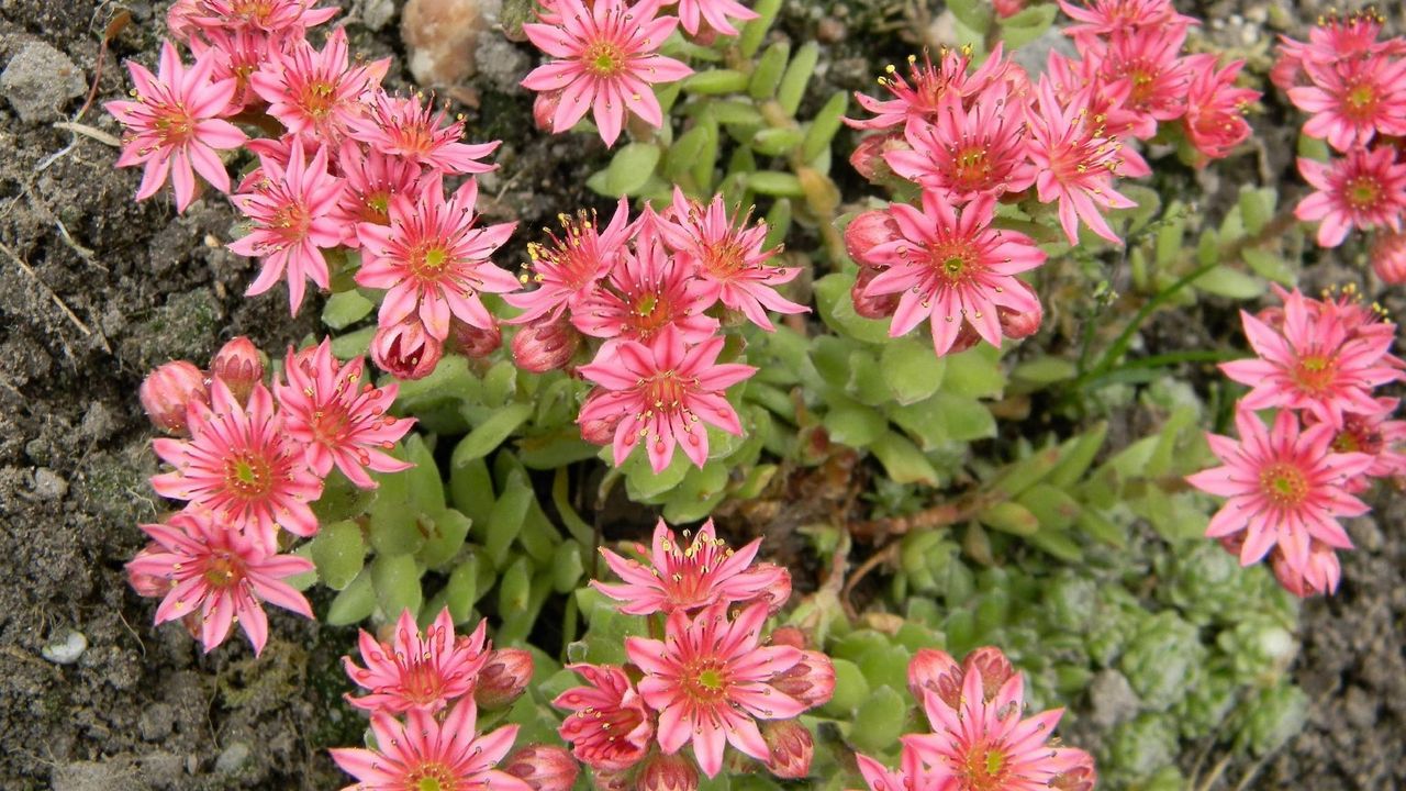 Wallpaper flowers, pink, flowerbed, soil