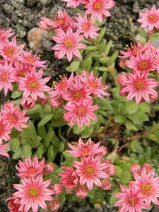 Preview wallpaper flowers, pink, flowerbed, soil