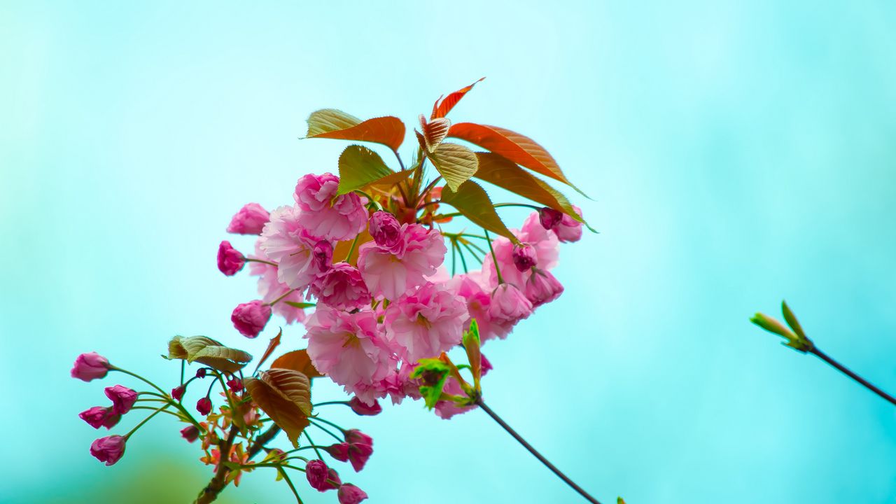 Wallpaper flowers, pink, flowering, branch, flora, spring