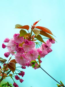 Preview wallpaper flowers, pink, flowering, branch, flora, spring