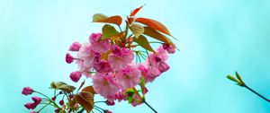 Preview wallpaper flowers, pink, flowering, branch, flora, spring