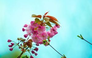 Preview wallpaper flowers, pink, flowering, branch, flora, spring